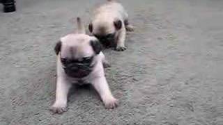 Pug Puppies 4 Weeks Old [upl. by Austina]