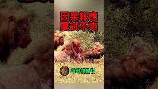 老獅王心都涼了，難道這就是所謂的因果報應，屢試不爽嘛？ [upl. by Yraillih]