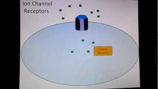 Ion Channel Receptors [upl. by Shugart16]