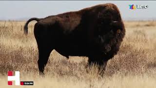 Bisontes americanos a la vista en reserva natural de Coahuila [upl. by Melisenda]