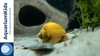 Golden Mystery Snail patrols the aquarium [upl. by Hanae953]