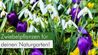 Zwiebelpflanzen im Naturgarten Eine ökologische Bereicherung für Insekten [upl. by Analiese760]