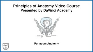 Perineum Anatomy Pelvis Anatomy 4 of 11 [upl. by Rooney3]