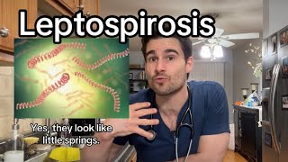 Leptospirosis [upl. by Marsha586]