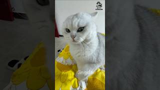 Angry Cat Slaps Owner and Runs Away 😼😂 Hilarious shorts  cat [upl. by Nadia]