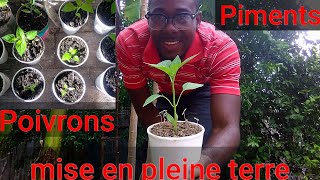 Mise en pleine terre des cultures piments et poivrons [upl. by Animahs]