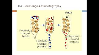 ion exchange chromatography [upl. by Ahseken]