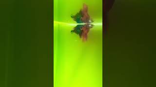 Betta fish making bubble nest [upl. by Uahc]