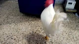 Our pet Leghorn Rooster☺️ [upl. by Azne]