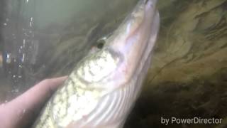 Loch raven reservoir fishing 5lb bass and chain pickerel underwater release [upl. by Nomyar250]