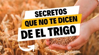 ¡Descubre los Beneficios del Trigo 🌾 [upl. by Artied]