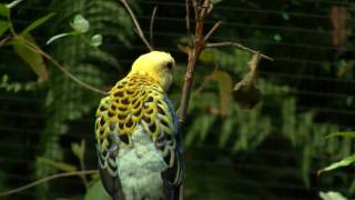 Paleheaded Rosella Platycercus adscitus  Blasskopfrosella [upl. by Yeldar112]