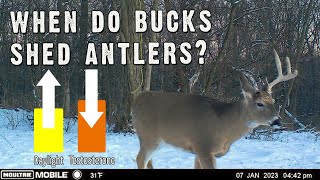 Buck Antlers When Do They Shed [upl. by Eleumas]