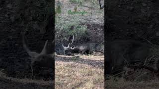 Male Barasingha in Ranthambore Rajasthan soulsafar wildanimals wildlife forest ranthambore [upl. by Aihsekan219]