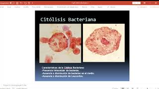 citolisis bacteriana [upl. by Hoseia10]