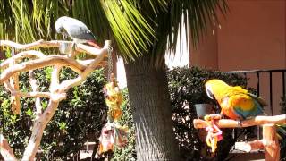 Funny Parrots  Birds Talking to Each Other [upl. by Tisbe579]