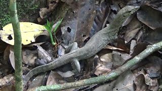 Baby Clouded Monitor Lizards Varanus Nebulosus in Singapore [upl. by Sherfield]