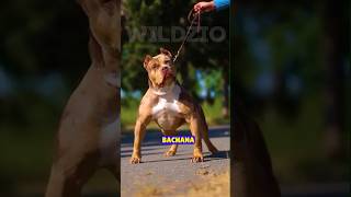 Epic Dog Showdown Pitbull vs Rottweiler German Shepherd and Cane Corso Who Will Win😲 shorts [upl. by Oys]