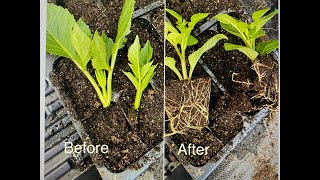 Propagating dahlia cuttings from pinched dahlias Part 1 [upl. by Nodnerb277]