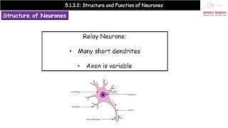 A Level Biology  5132  Structure and Function of Neurones [upl. by Osman]