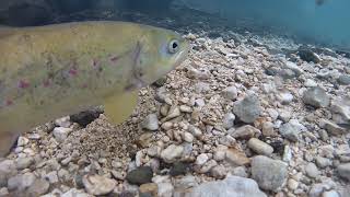 Vrlijika River Softmouth trout spawning behaviour [upl. by Eikcir887]