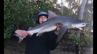 1m Bullshark caught in City Waters Brisbane river Monsters [upl. by Anidualc]