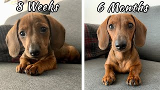 Mini dachshund puppy growing up  8 weeks vs 6 months [upl. by Past]