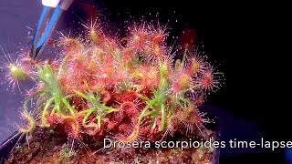 Drosera scorpioides timelapse feeding [upl. by Atinob]