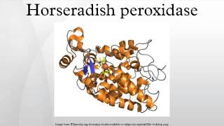 Horseradish peroxidase [upl. by Wappes]