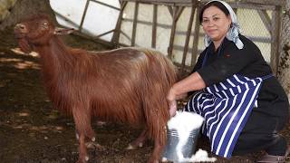 Azerbaijani Lady Prepares Suluguni Cheese from Goat and Sheep Milk [upl. by Patty]