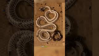 Dermestid Beetles Clean Corn Snake Skeleton Time Lapse [upl. by Beach]