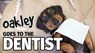 Ep 12 Oakley Goes to the DENTIST  Cute Dachshund Video [upl. by Arika]