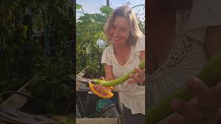 Tremendous Tromboncino Squash gardening growyourownfood garden squash greenhouse harvest [upl. by Sirac294]