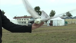 UAV drone show opens near Bordeaux [upl. by Sato]