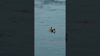 Lovely Blacknecked Grebe couple naturelovers birdwatching nature birding [upl. by Kered]