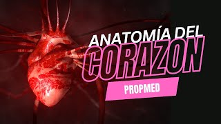 Introducción anatomía del corazón 2024 [upl. by Weide]