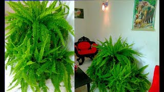 Nephrolepis Exaltata Plants  How to Grow amp Care  Home design [upl. by Marielle]