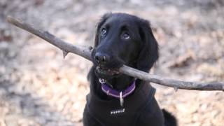 Artemis the Flatcoated Retriever  A video scrapbook [upl. by Sage313]