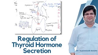 Regulation of the Thyroid Hormone secretion  Thyroid Gland  Endocrine Physiology  Endocrinology [upl. by Andri]