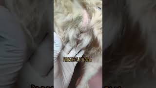 Heat Symptoms in Dogs  Canine  Proestrous Bleeding  Vulval Swelling  veterinary youtubeshorts [upl. by Aicirt]