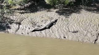 The Salties of the Proserpine River in Queensland Australia [upl. by Ailekahs245]