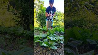 My mini kitchen garden watering vegetables Pure organic fresh 🍃💦 kitchengarden wateringplants [upl. by Yovonnda]