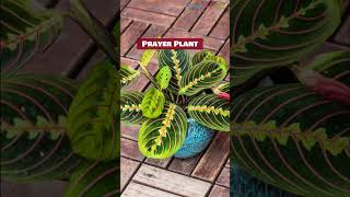 Unbelievable Variegated Indoor Plants with Patterns gardening [upl. by Nyrak958]