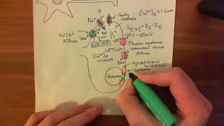 Strokes and Excitotoxicity Part 3 [upl. by Sanford]