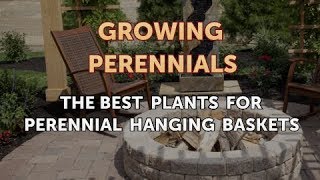 The Best Plants for Perennial Hanging Baskets [upl. by Aldwon]