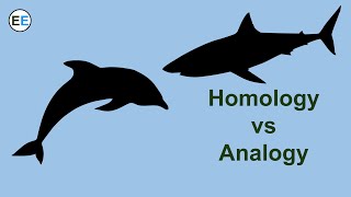 Evidence for evolution homology and analogy [upl. by Nolat]