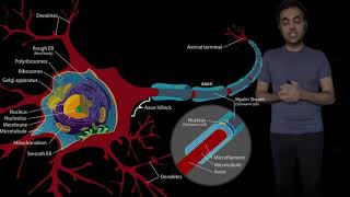 Neuron anatomy  Dendrite cell body axon and terminal [upl. by Narmak]