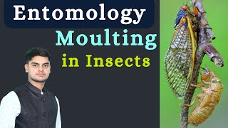 MoultingEcdysis in Insect Apolysis Ecdysis Sclerotization Moulting process Entomology [upl. by Sello]