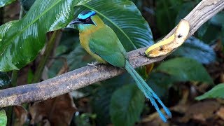 Lessons Motmot in Costa Rica [upl. by Faucher]