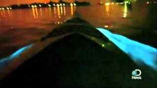 Bioluminescent Waves Explained [upl. by Leidba]